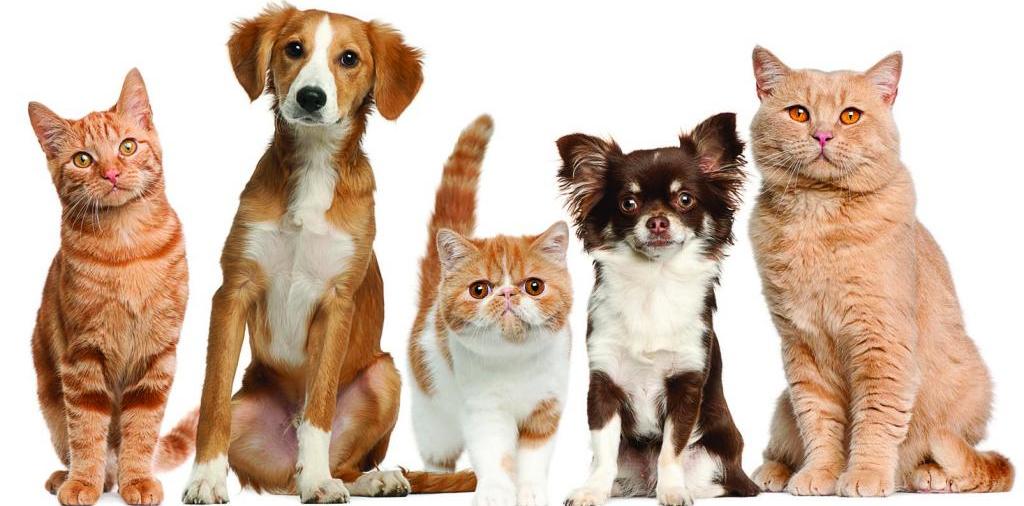 Доска объявлений о животных | ЗооТом - продажа, вязка и услуги для животных в Чистополе