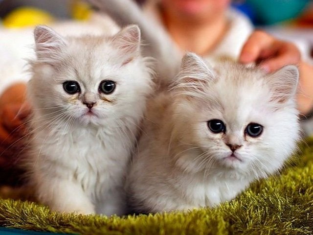 Породы кошек в Чистополе | ЗооТом портал о животных