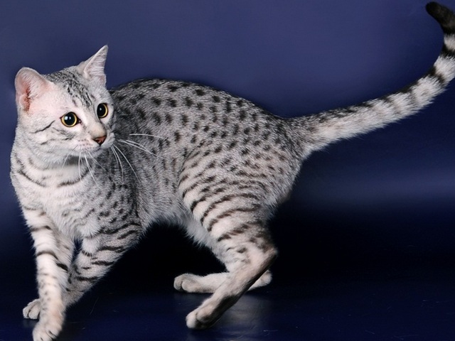 Породы кошек в Чистополе | ЗооТом портал о животных