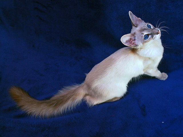 Выведенные породы кошек в Чистополе | ЗооТом портал о животных