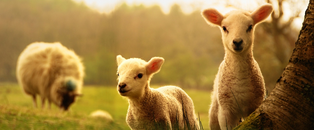 Объявления о сельскохозяйственных животных | ЗооТом - продажа, вязка и услуги для животных в Чистополе
