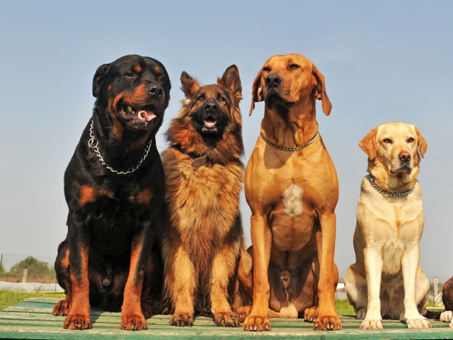 Крупные породы собак в Чистополе | ЗооТом портал о животных